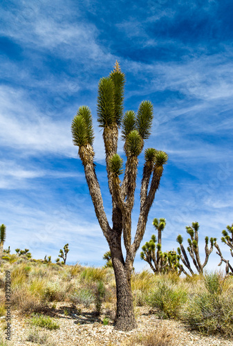 U.S.A. California, the Joshua trees in the Mojave National Reserve near the Route 66