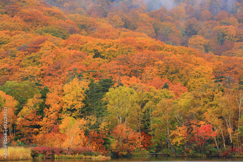 Fototapeta premium 八幡平 紅葉の大沼