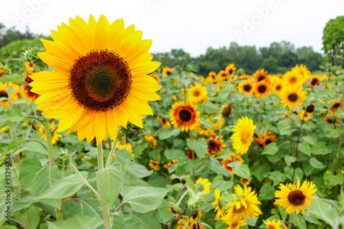 Sunflower field.