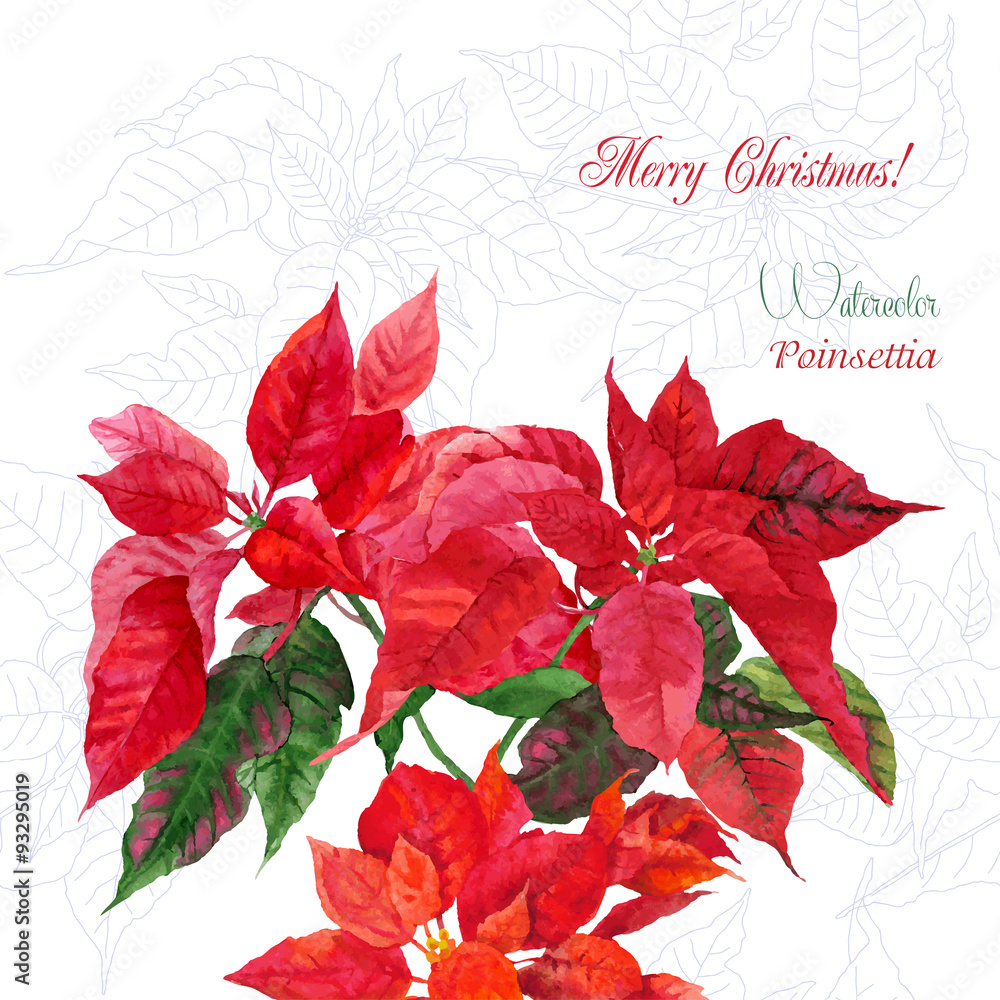 Background  with bouquet of poinsettia