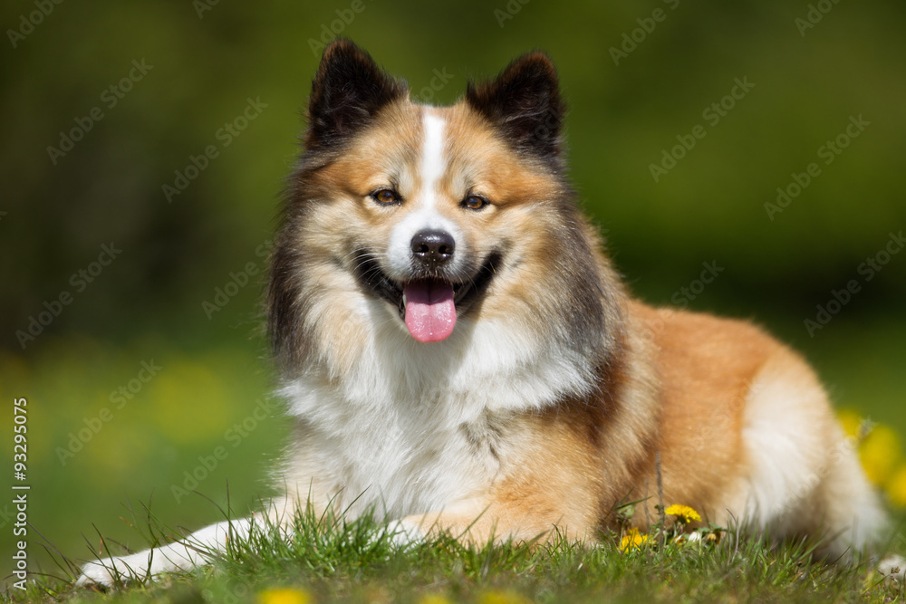 Happy and smiling Icelandic Sheepdog Happy and smiling Icelandic Sheepdog