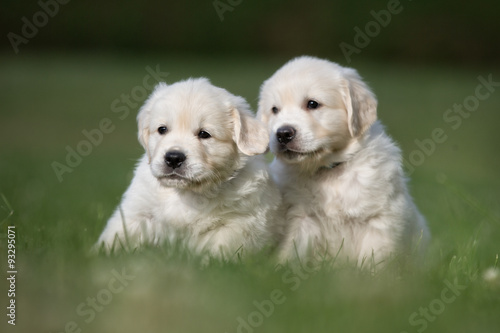 Two young golden retriever puppies