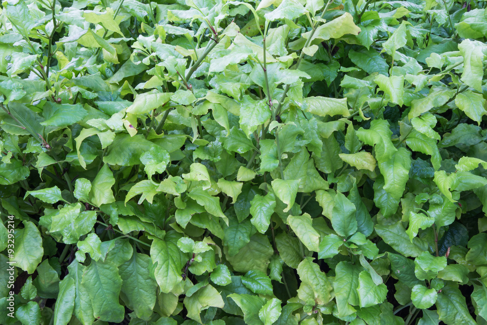 Green leaf background,white Plumbago Green leaf background,white Plumbago