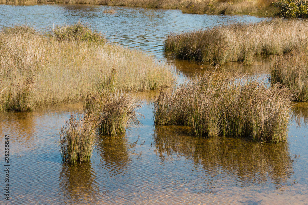 tussock growing in marshes tussock growing in marshes