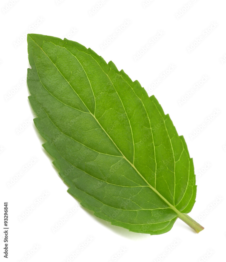 mint leaf isolated on white mint leaf isolated on white