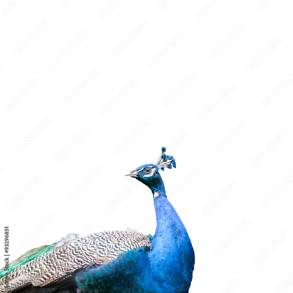 Naklejka premium Peacock isolated on white background.