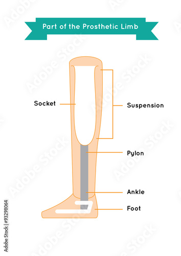 part of Lower Limb Prosthetics infographic vector