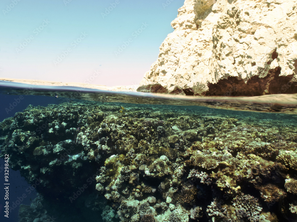 reef above and below the water
