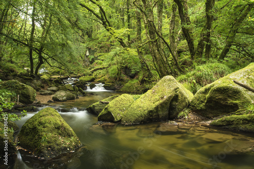 Beautiful landscape of river flowing through lush forest Golitha