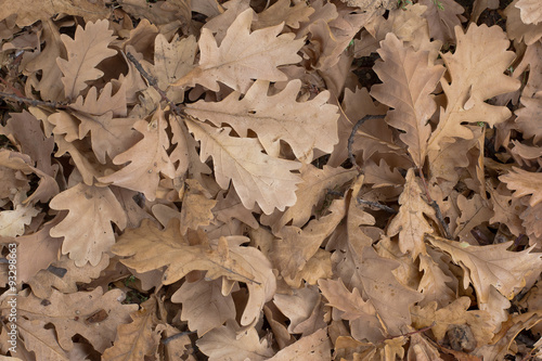 autumn oak leaves dry