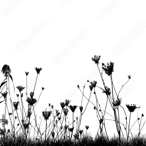 Natural wild plants on grass silhouette on white background, vector illustration