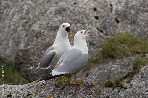 Sturmmöwe, Common gull, Larus canus