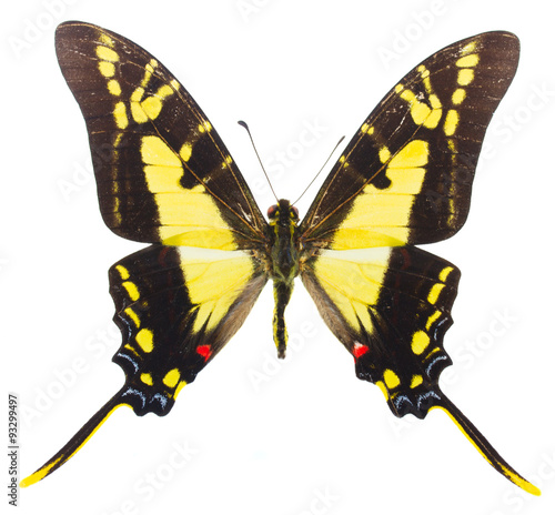 Protographium thyastes butterfly photo