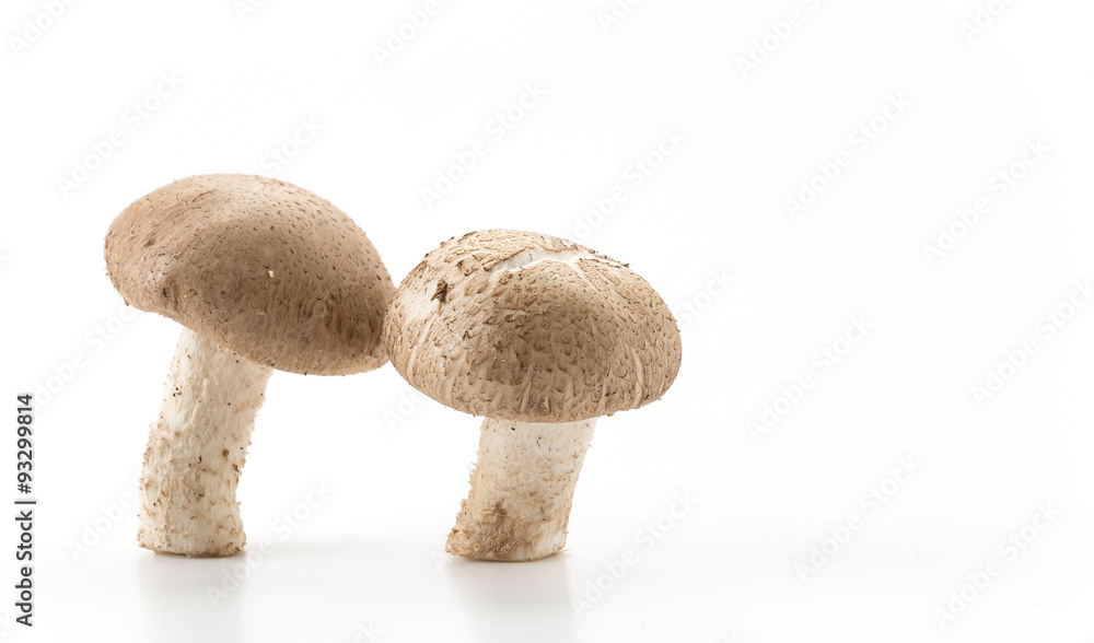 Eringii Mushroom