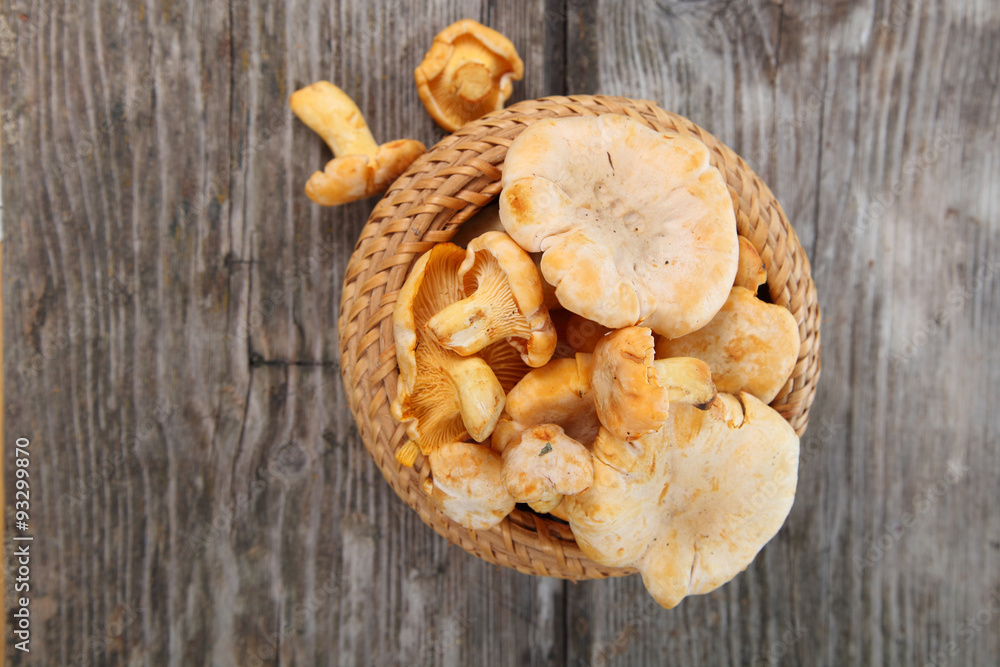 Fototapeta premium Chanterelles