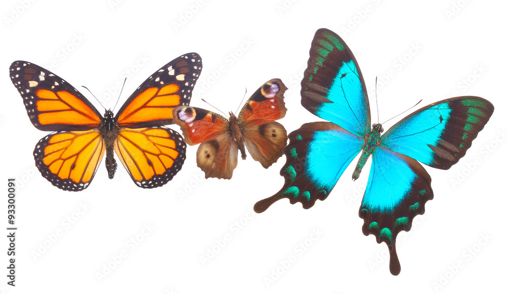 Obraz premium Peacock, monarch and Sea Green Swallowtail butterflies 