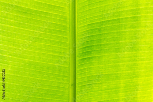 closeup of banana leaf texture  green and fresh  in a park