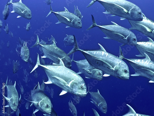 jackfish school vortex