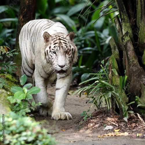 White Tiger Walking Towards Viewer © glifeisgood