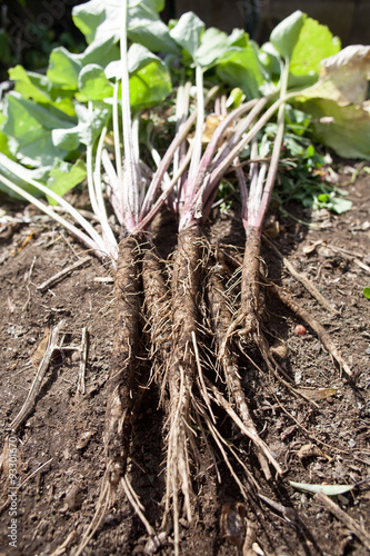 Arctium lappa L. also known as an Gobou or Goboh photo