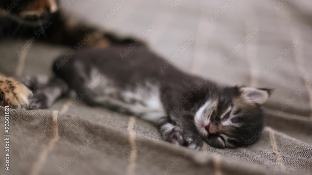 Maine Coon Mom washes the newborn kitten Maine Coon Mom washes the newborn kitten