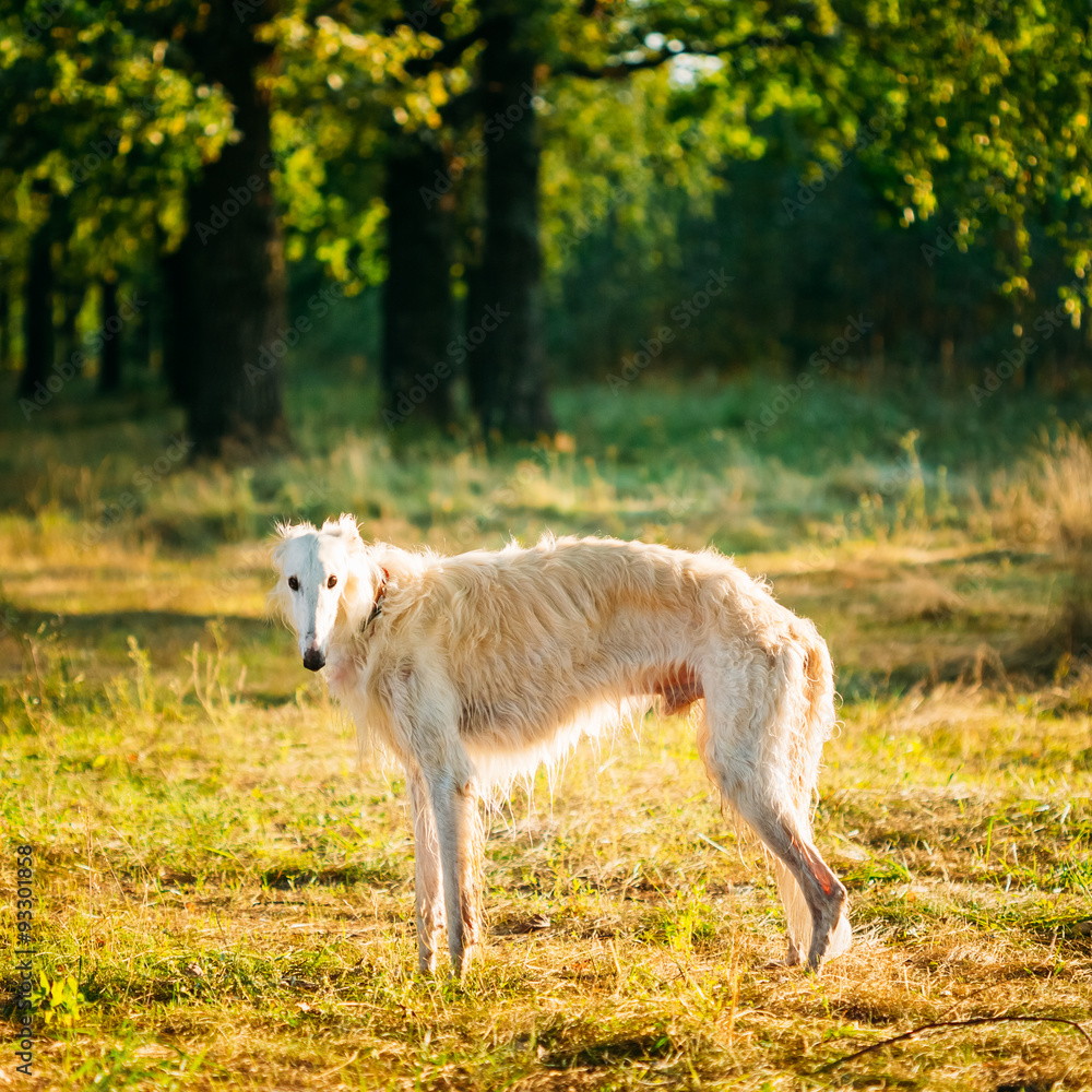White Russian Dog, Borzoi, Hunting dog in Summer Woods White Russian Dog, Borzoi, Hunting dog in Summer Woods