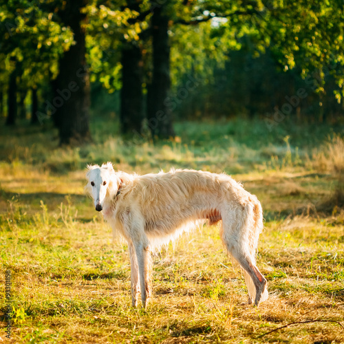 White Russian Dog, Borzoi, Hunting dog in Summer Woods