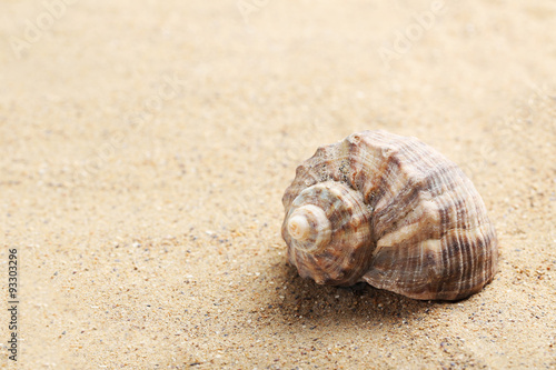 Sea shell on a beach sand © 5second