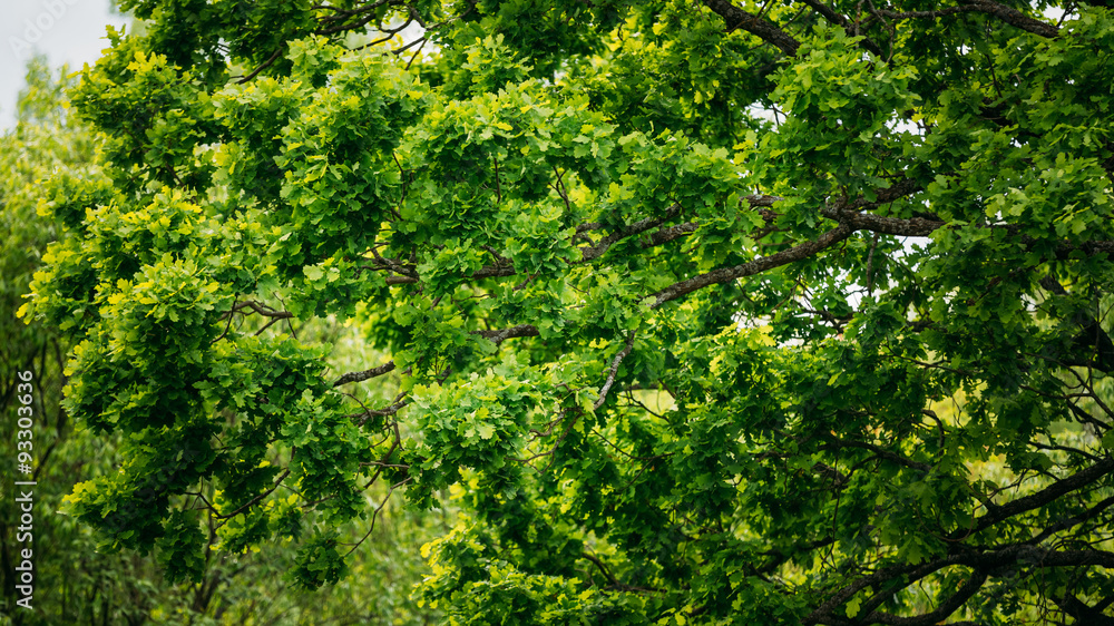Branches Of Oak Tree With Fresh Green Foliage Branches Of Oak Tree With Fresh Green Foliage