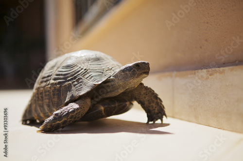 Running tortoise