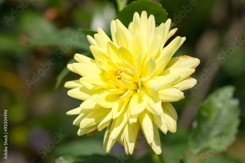 Yellow dahlia