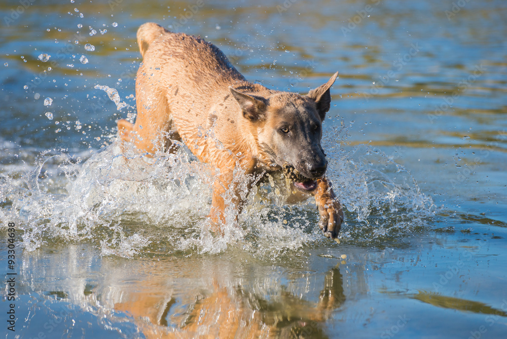 Malinois dog running in the lake water Malinois dog running in the lake water