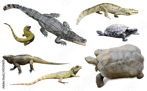 set of several reptilian