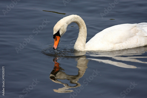 Swan