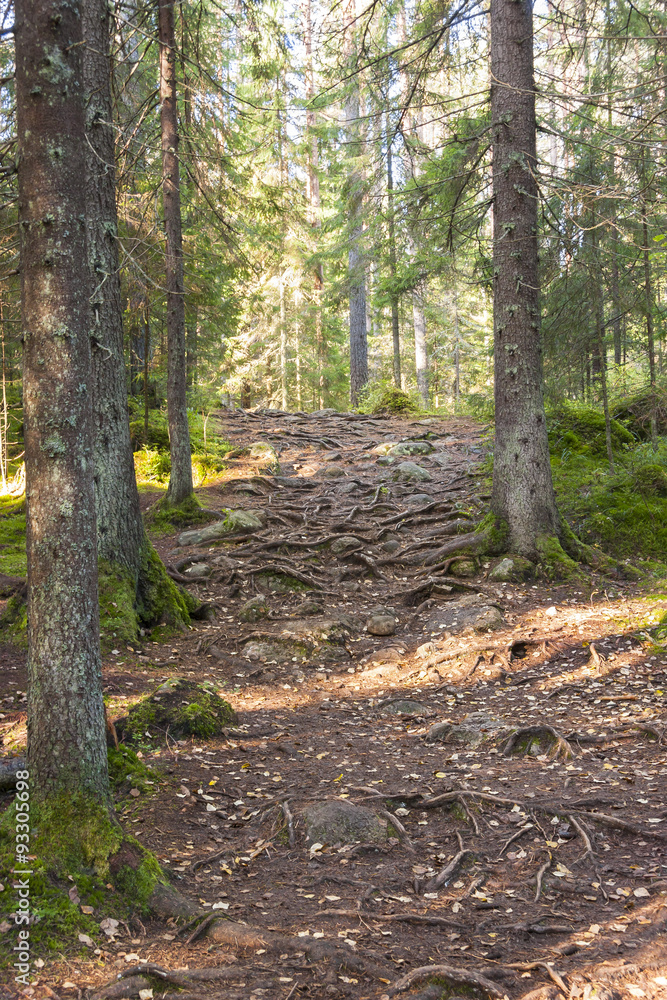 Footpath in forest