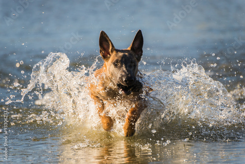 Malinois dog running in the lake water