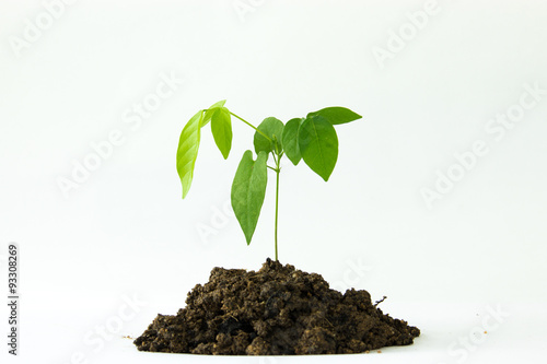 Wallpaper Mural Young plant is growing on soil Torontodigital.ca