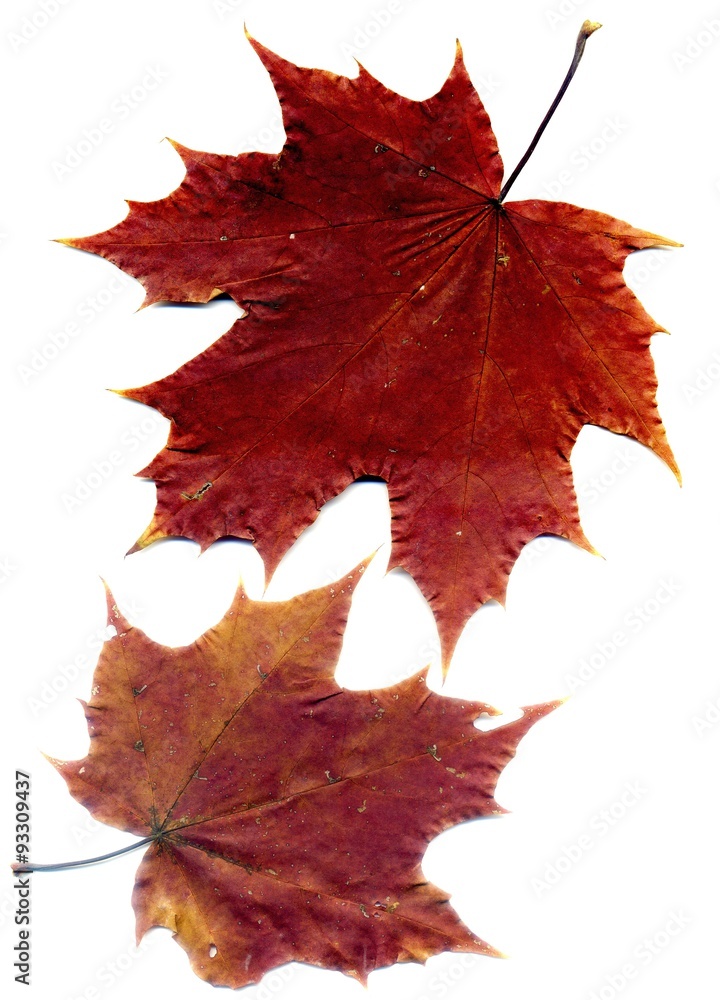 Fototapeta premium Detailed Fall Maple Leaf