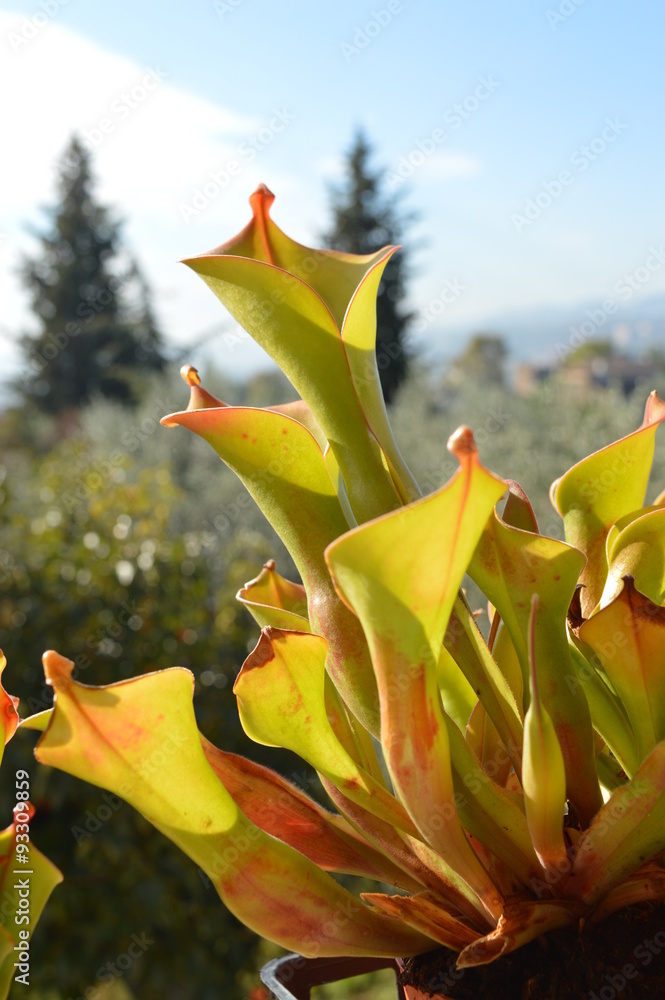 Heliamphora