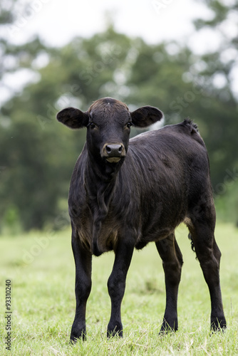 Vertical black calf looking forward