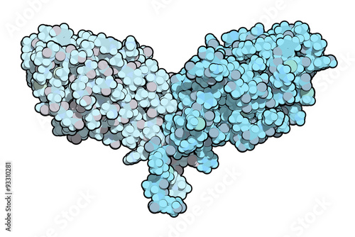 CTLA-4 (Cytotoxic T-lymphocyte-associated protein 4, CD152) photo