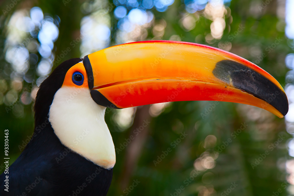 Colorful tucan