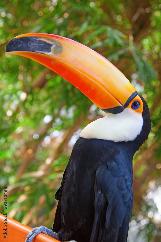 Obraz premium Colorful tucan