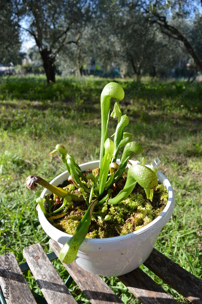 Darlingtonia californica