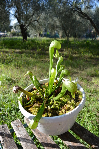 Obraz na płótnie Darlingtonia californica w salonie