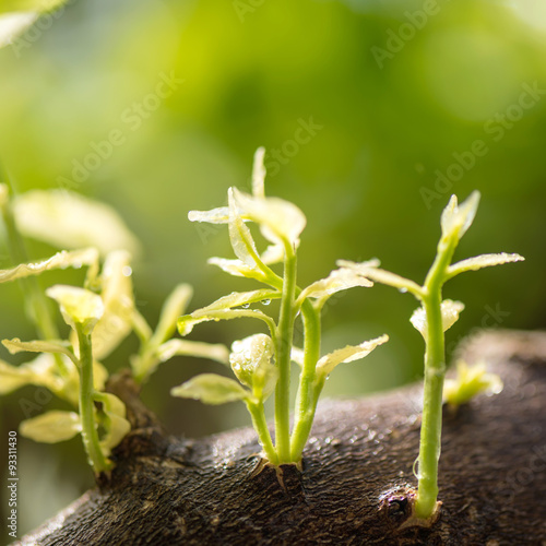 Foliage new life and spring photo