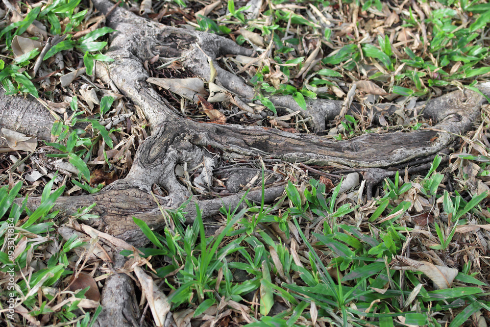 The roots of the tree were for a long time. The roots of the tree were for a long time.