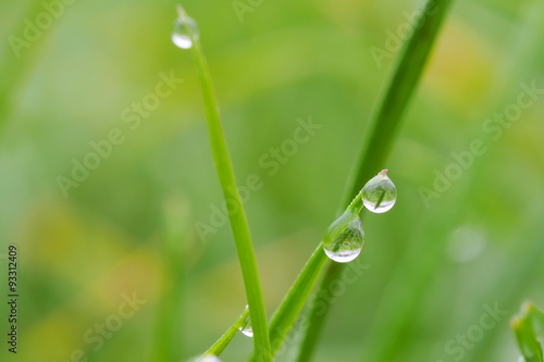 Two drops of dew