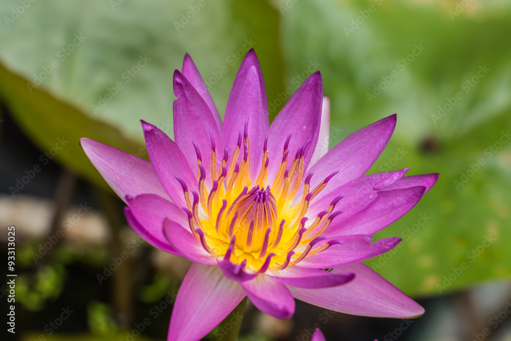 Purple lotus flower with yellow pollen Purple lotus flower with yellow pollen