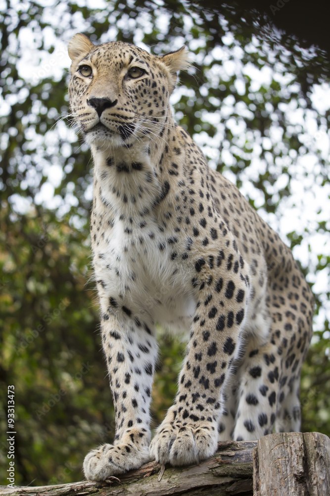 Panthera pardus saxicolor, Persian Leopard Panthera pardus saxicolor, Persian Leopard